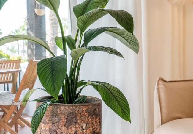 Apartment in Estepona - Charming one bedroom apartment in Costalita by the beach Apartment in Estepona - Charming one bedroom apartment in Costalita by the beach